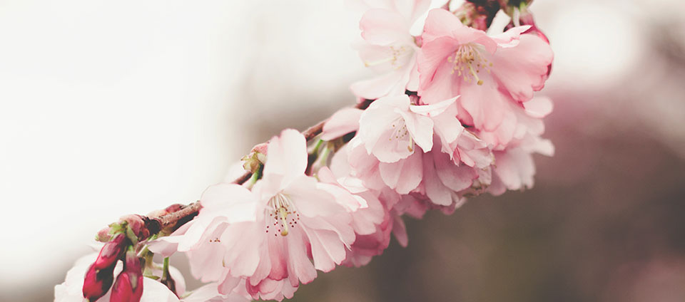 Foto av kirsebærblomster.